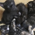 子猫 2ヶ月4匹と生後1ヶ月の子猫5匹 里親募集中
