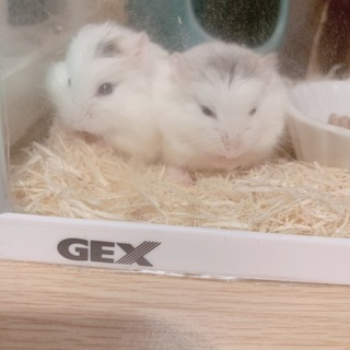 ホワイトフェイスロボロフスキーハムスター 