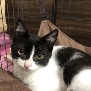 人馴れ抜群！　ハチワレの八兵衛くん