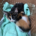 三毛猫♀ 里親募集⭐️