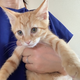 人慣れゴロゴロ☆茶トラ 大地くん