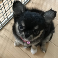 ルナ