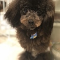 1歳半 小ぶりのシュナプー