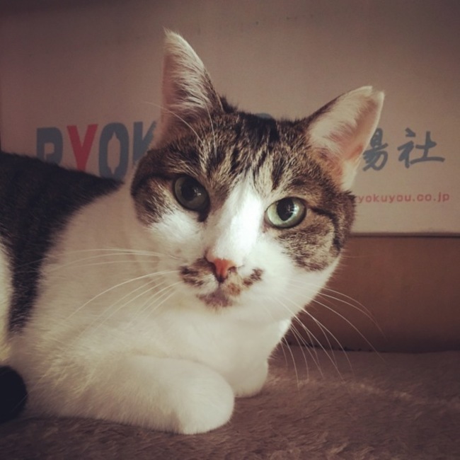 oosedonのカバー写真