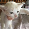 生後2ヶ月の可愛い子猫です！