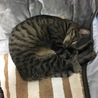 ともやくん