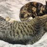 仲良しなの？