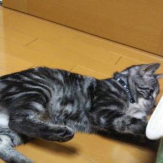 1才アメショー女の子、少し怖がりさんです