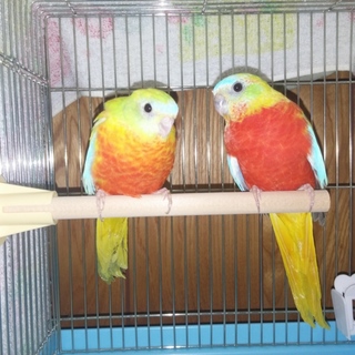 キキョウインコ　オパーリン　ペア