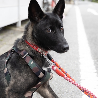 この子を助けてください。