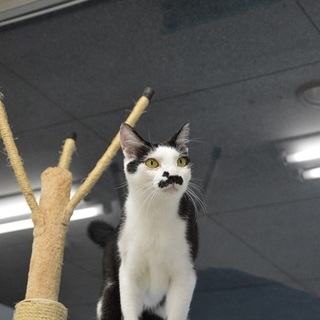 タキシードを着た髭男爵チョビです