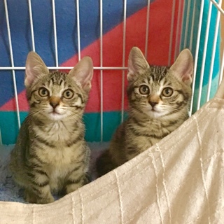 一緒のお家に行きたいにゃ♡