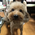 5歳、やんちゃなトイプードル