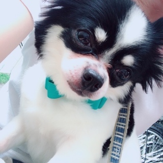 独占欲の塊……男の子のチワワ。