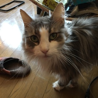 ノルウェージャンフォレストキャットの男の子♪