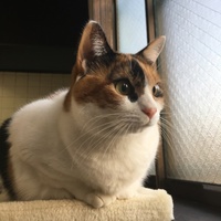 チャミ