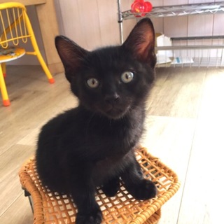 ママになって下さい♡黒猫兄弟います！