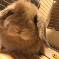 撫でられるのが大好きなタレ耳うさぎです♩♩