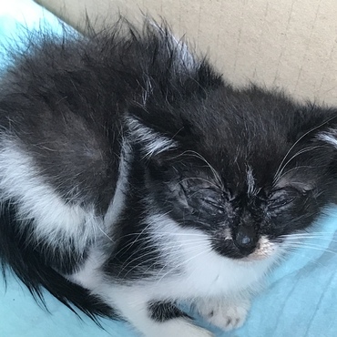 保護猫すみちゃん結膜炎