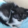保護猫すみちゃん結膜炎