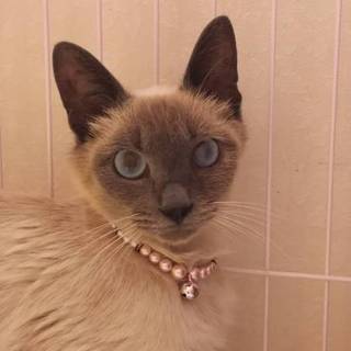 ナミ♡しあわせにゃんこになりました