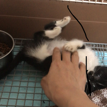 保護猫すみちゃん結膜炎治ってきたよ
