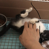 保護猫すみちゃん結膜炎治ってきたよ