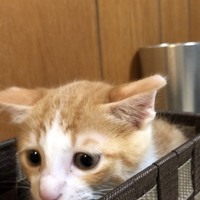 ちゃーちゃー