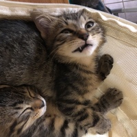 くぅ、ちあ、うい