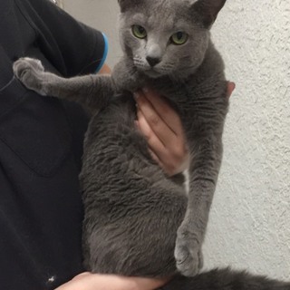 ロシアンブルー