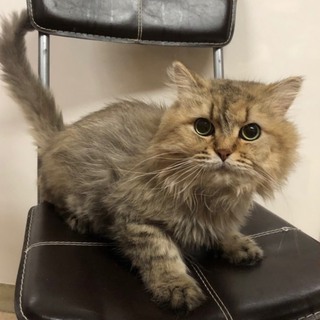 ペルシャくん