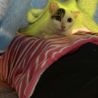 チロ