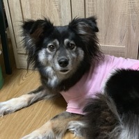 アスカ