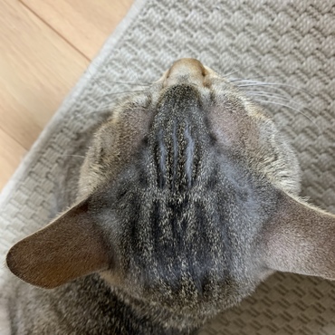 頭の模様が途中で切れていて特徴的です。蜘蛛のような？よく見ると小さいハートが見えるような？