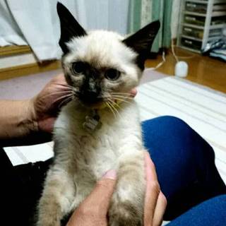 猫もらってください。