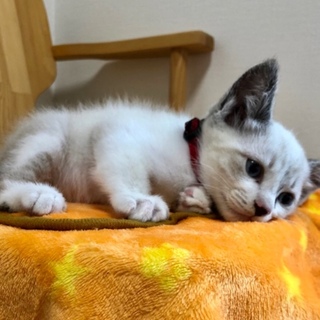 里親さま決まりました☆