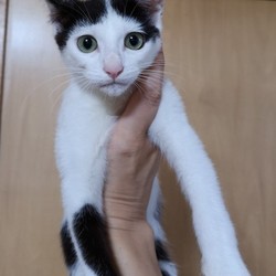 みたか123 猫の譲渡会 新宿