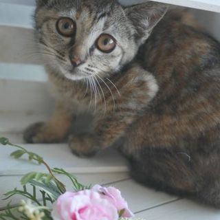 【7/20キャットソシオン譲渡会】更新