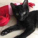 ジャスミン、里親さま決定！ありがとうございました❤