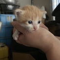 まだ生まれて3週間の子猫です！