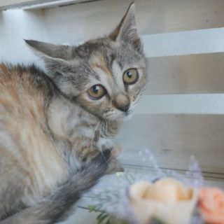 【7/20キャットソシオン譲渡会】更新