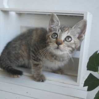 【7/20キャットソシオン譲渡会参加】更新