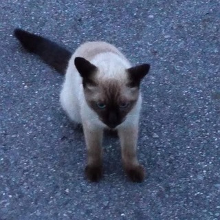 シャム猫っぽいオス猫里親さん募集