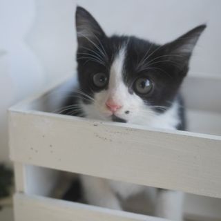 【7/20都島区譲渡会参加】更新