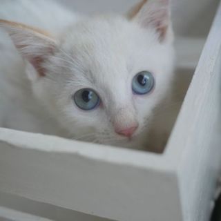 【7/20都島区譲渡会参加】シエナ