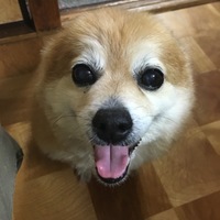 春(はる)オバちゃん