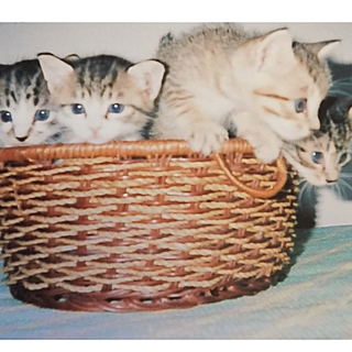 久留米市/4匹の仔猫里親募集
