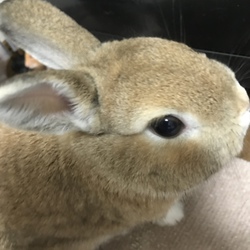 保護猫を迎える場合