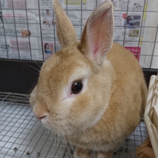 とても健康なネザーランドドワーフです