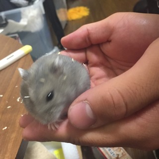 里親さん募集中です！